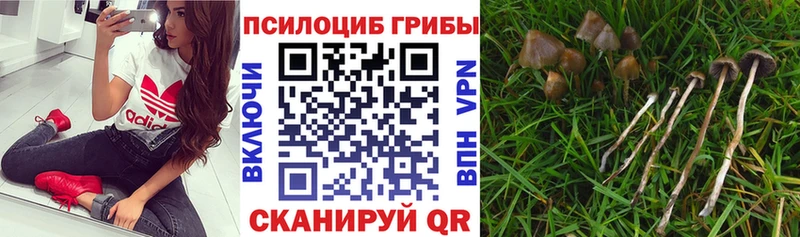 Псилоцибиновые грибы Psilocybe Абаза